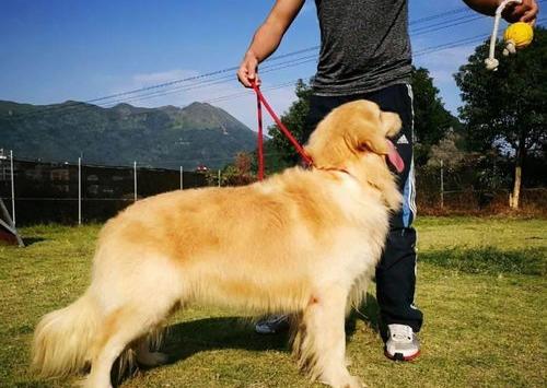 为什么金毛不能关？（女人为什么不能养金毛）