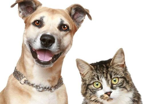 宠物网可靠吗？（宠物网官网）