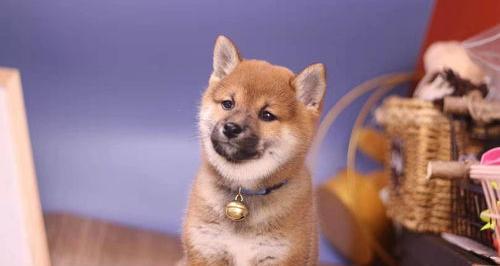 在日本纯种柴犬多少钱一只（日本柴犬多少钱一只）