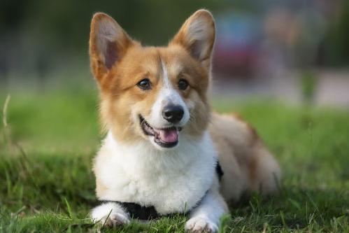 边牧柯基哪个便宜？（柯基犬价格大概多少钱一只）