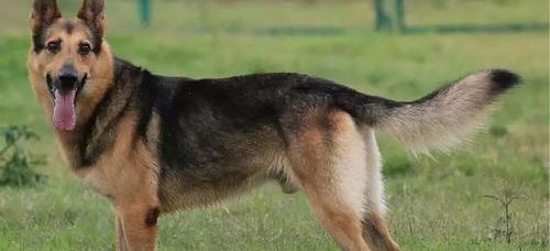 昆明犬最大体型是多少？（昆明犬）