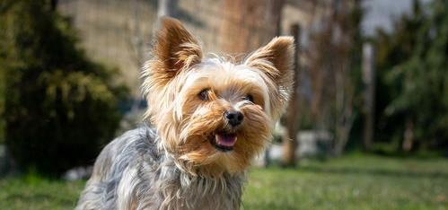 英格兰犬？ 可卡犬优缺点适合什么人养