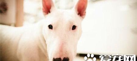 海盗眼牛头梗适合家里养吗？多大？价格多少？求意见（牛头梗价格）