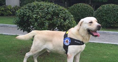 写拉布拉多犬的说明文？（拉布拉多犬介绍简介）