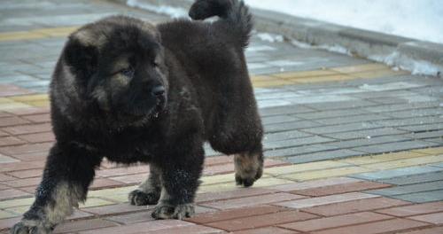 黑狼犬和狼青犬哪个贵？ 纯种高加索犬多少钱一只