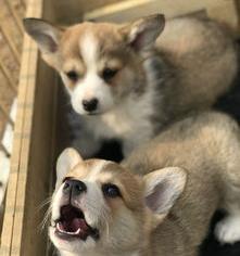 柯基犬价格多少钱一只？ 柯基价格多少钱一只