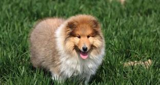 苏格兰牧羊犬报价？（苏格兰牧羊犬价格）