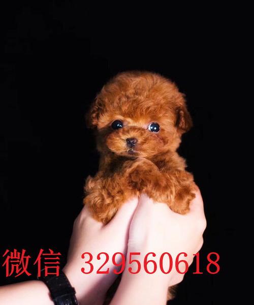 萨摩耶茶杯狗多少钱一只？（白色茶杯犬多少钱一只）