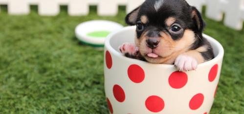 茶杯犬的恐怖传说？ 茶杯犬轻轻摔一下就死了