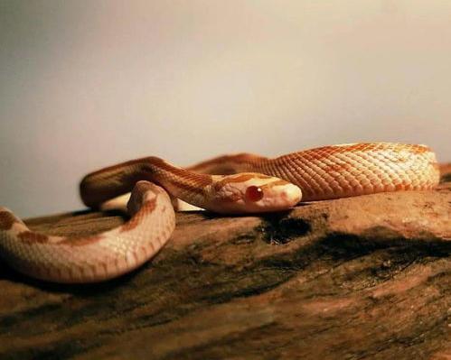 玉米蛇能长多大有多粗？（玉米蛇）