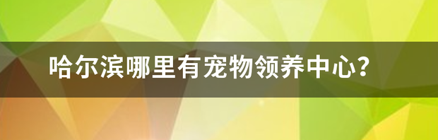 哈尔滨哪里有宠物领养中心？（宠物领养中心官网）