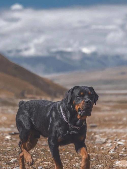 10大护卫犬（最厉害的小型护卫犬）