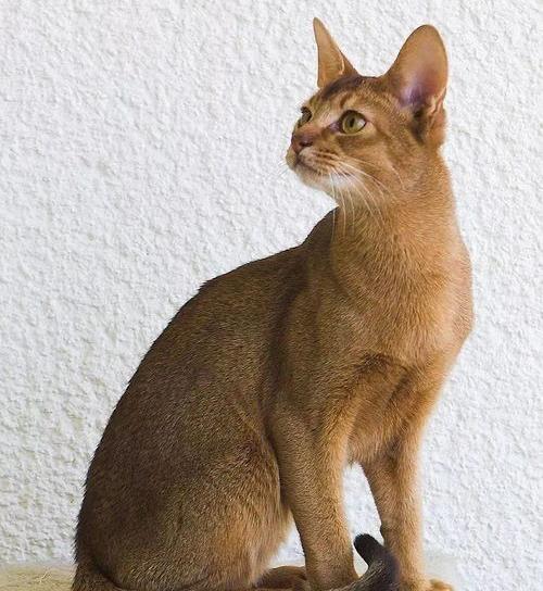 阿比西尼亚猫与田园猫的区别？ 阿比西尼亚猫为什么禁养