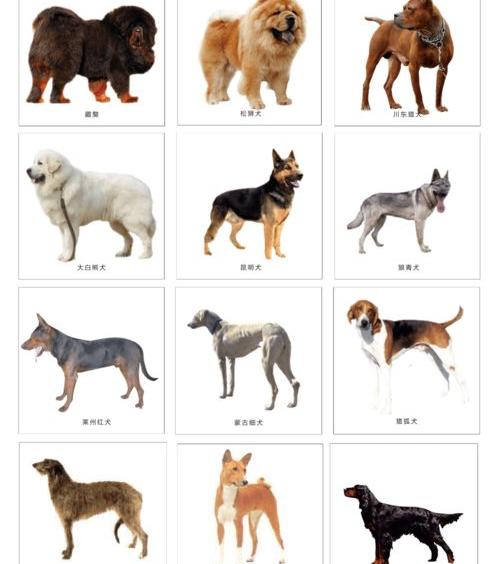 上海恶霸犬禁养吗？（城市允许养的大型犬）