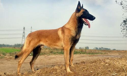 不纯的马犬优点和缺点？（马犬的优点和缺点）