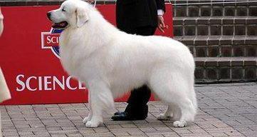 大型猎犬品种？ 超大型犬排名