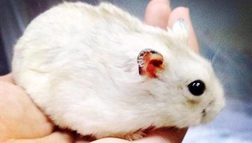 仓鼠寿命一般多久？（仓鼠的寿命有多长）