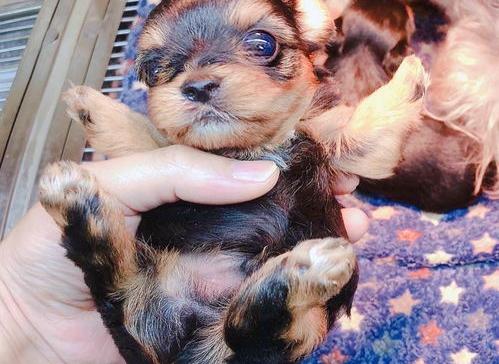 茶杯犬需要养在茶杯里面吗？（茶杯犬为什么不能养）