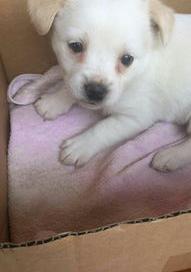 俊介犬的寿命？（俊介犬长大后的样子）