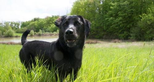拉布拉多犬优缺点？ 黑色拉布拉多犬的缺点