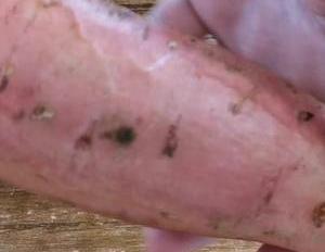 红薯自从学会这样做,我家红薯不够吃了,外酥里糯,天天吃都不腻