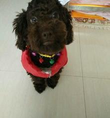 博美比熊哪个厉害？（比熊和博美哪个好养）