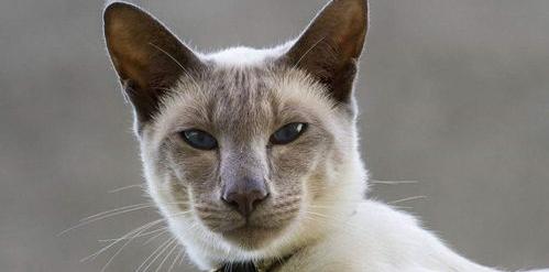 世界公认的十大巨型猫？（最适合家养的猫排名）