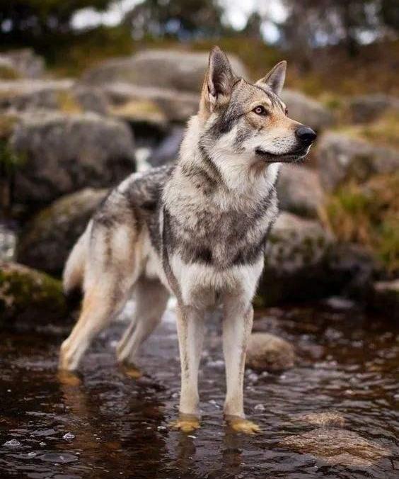 蓝湾牧羊犬和捷克狼犬的区别？（蓝湾牧羊犬多少钱一只）
