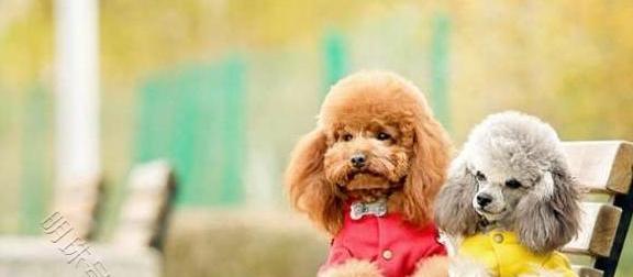 独居女孩养德牧 独居女生千万不要养德牧