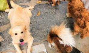 有领养宠物的网站吗？（哪个平台可以免费领养宠物）