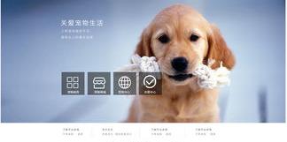 宠物托运平台哪个靠谱？（宠物平台）