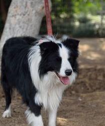 边牧犬为什么不建议养？（边牧犬）