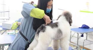 全国前十宠物美容学校（宠物美容学校排行榜前十名）