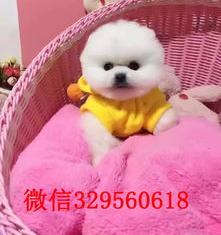 俊介犬好养吗、需要注意些什么？（俊介犬价格多少钱一只）