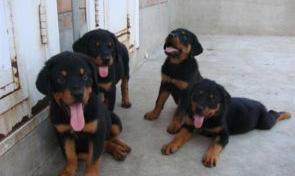 梗类狗狗都有哪些？ 纯种巴吉度犬多少钱一只