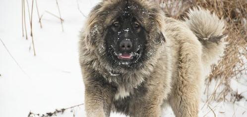 世界顶级纯种高加索犬？（俄罗斯高加索犬）