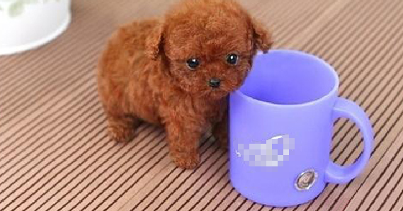茶杯泰迪犬长不大的能活多少岁？（茶杯泰迪犬）