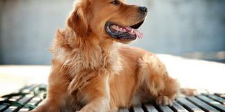 什么狗最干净最好养最听话最便宜？（什么狗最干净最好养最听话）