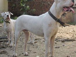 杜高犬能当宠物狗养吗（杜高犬适合家养吗）