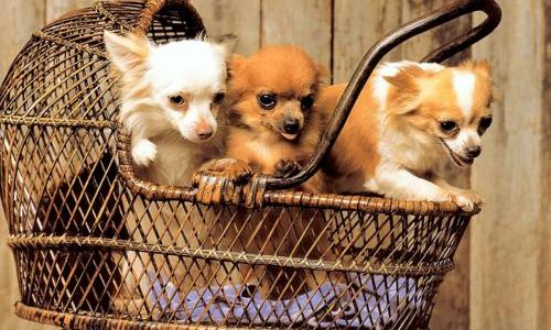 狗狗名字大全 洋气点的,宠物狗名字（狗狗名字大全 洋气）