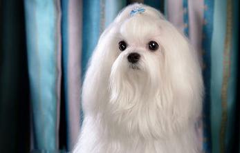 马尔济斯犬一年掉几次毛？（马尔济斯犬价格）