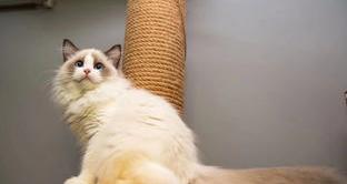 七猫小说里的恐怖小说排行？ 名猫排行榜前十名