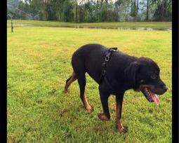 一只罗威纳幼犬多少钱啊？（罗威纳犬多少钱一只纯种）