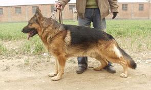 纯种西德牧羊犬价格？（德国牧羊犬100元幼犬）
