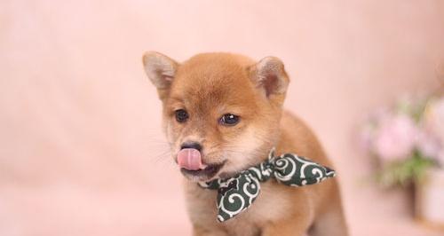 比熊为什么智商低？（十大蠢狗排名）