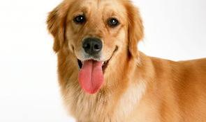 金毛幼犬一般要多少钱？ 金毛狗价格多少钱一只