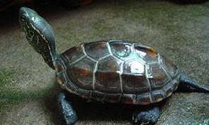 乌龟爬到家中客厅是好是坏？（养什么龟最有灵性镇宅）