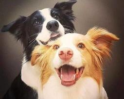 流浪动物救助中心用什么名字好？（宠物领养中心）