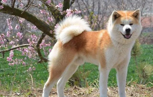 优质秋田犬多少钱一只？（秋田犬价格）