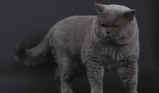 宠物猫品种？（宠物猫品种排名）